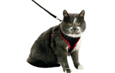 HARNAIS AVEC LAISSE CHATON HARMS NOIR & ROUGE